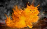 Funny Cat Games 11 Free Hd Wallpaper