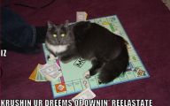 Funny Cat Games 13 High Resolution Wallpaper