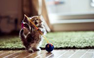 Funny Cat Games 14 High Resolution Wallpaper