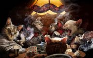 Funny Cat Games 24 Wide Wallpaper