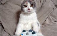 Funny Cat Games 27 Cool Hd Wallpaper