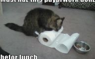 Funny Cat Games 34 Hd Wallpaper