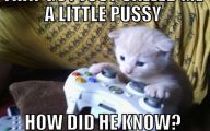 Funny Cat Games 4 Hd Wallpaper