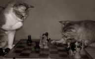 Funny Cat Games 6 High Resolution Wallpaper