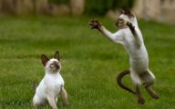 Funny Cat Jumping  11 Cool Hd Wallpaper