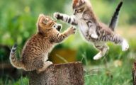 Funny Cat Jumping  19 Hd Wallpaper