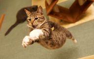 Funny Cat Jumping  29 High Resolution Wallpaper