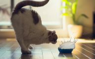 Funny Cat Jumping  7 Free Hd Wallpaper