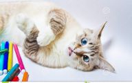 Funny Cat Playing 18 Free Wallpaper