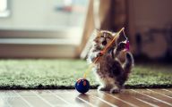 Funny Cat Playing 39 Desktop Wallpaper