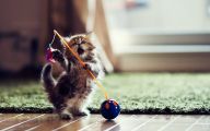 Funny Cat Playing 6 Desktop Wallpaper