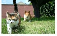 Funny Cat Running 12 Widescreen Wallpaper