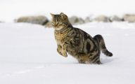 Funny Cat Running 20 Cool Wallpaper