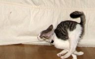 Funny Cat Running 26 Cool Hd Wallpaper