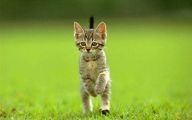 Funny Cat Running 28 Cool Wallpaper