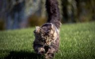 Funny Cat Running 3 Wide Wallpaper