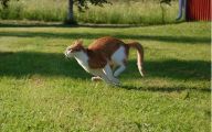 Funny Cat Running 30 Cool Wallpaper