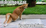 Funny Cat Running 35 Widescreen Wallpaper