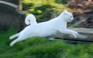 Funny Cat Running 37 Cool Wallpaper