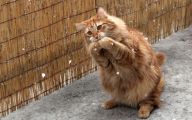 Funny Cat Running 38 High Resolution Wallpaper