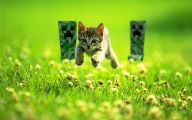 Funny Cat Running 8 High Resolution Wallpaper