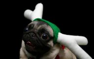 Funny Christmas Dogs 11 Hd Wallpaper