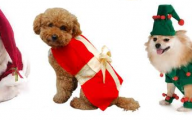 Funny Christmas Dogs 12 Desktop Background