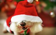 Funny Christmas Dogs 13 Wide Wallpaper