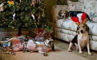 Funny Christmas Dogs 19 Wide Wallpaper