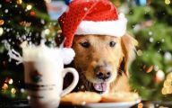 Funny Christmas Dogs 31 Hd Wallpaper