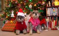 Funny Christmas Dogs 8 Desktop Wallpaper