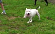 Funny Clips Of Dogs 23 Widescreen Wallpaper