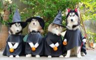 Funny Costumes 2014 5 Background Wallpaper