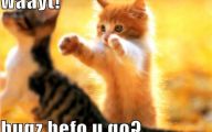 Funny Cute Cat  13 Widescreen Wallpaper