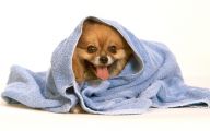 Funny Dog Art 40 High Resolution Wallpaper