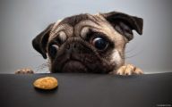 Funny Dog Backgrounds 15 Background Wallpaper