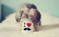 Funny Dog Backgrounds 34 Background Wallpaper