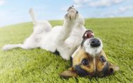 Funny Dog Backgrounds 4 Desktop Wallpaper