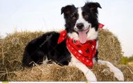 Funny Dog Bandanas 1 Wide Wallpaper