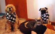 Funny Dog Bandanas 18 High Resolution Wallpaper