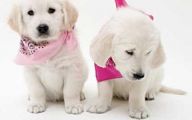 Funny Dog Bandanas 20 Cool Hd Wallpaper