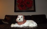 Funny Dog Bandanas 27 Free Wallpaper