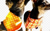 Funny Dog Bandanas 3 Background