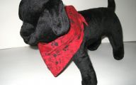 Funny Dog Bandanas 33 Wide Wallpaper