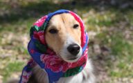 Funny Dog Bandanas 35 Cool Wallpaper