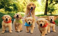 Funny Dog Bandanas 36 Cool Wallpaper