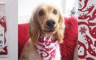 Funny Dog Bandanas 38 Wide Wallpaper