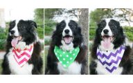 Funny Dog Bandanas 9 Free Wallpaper