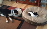 Funny Dog Bed 11 Hd Wallpaper