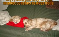 Funny Dog Bed 21 Desktop Wallpaper